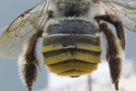 Female metasoma of <i>Dasyhalonia (Pachyhalonia) sapucacensis</i>, Santa Fe (IFML) (Photo: L. Alvarez)