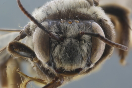 Female in frontal view of <i>Dasyhalonia (Pachyhalonia) sapucacensis</i>, Santa Fe (IFML) (Photo: L. Alvarez)