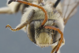 Male in frontal view of <i>Dasyhalonia (Pachyhalonia) sapucacensis</i>, Santa Fe (IFML) (Photo: L. Alvarez)