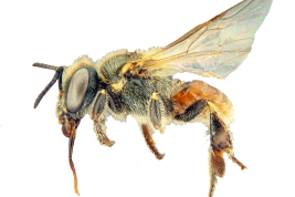 Obrera en vista lateral (Foto: L. Alvarez)