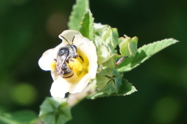 Female of <i> Melissoptila inducens </i> on  <i> Sida rhombifolia</i>  (Malvaceae) 