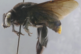 Male in lateral view (Photo: L Alvarez)