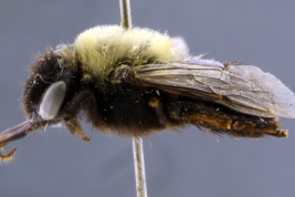 Hembra de  <i>Alloscirtetica antarctica</i>, Santa Cruz, IFML. Foto: L. Alvarez