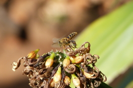 Worker of <i>Tetragona clavipes</i> (Photo: L. Alvarez)