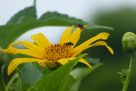 Workers of <i>Trigona spinipes</i> on flower of Asteraceae (Photo: L. Alvarez) 