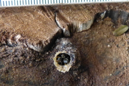 Nest entrance, Montecarlo, Misiones (Photo: L. Alvarez)