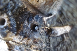 Nest entrance 
