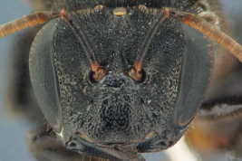 Head in frontal view, worker