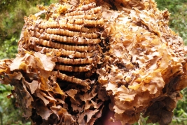 Brood chamber (Photo: F. Flores)