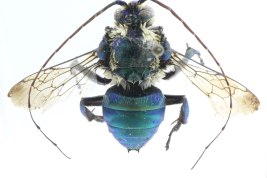 Male in dorsal view, Esmeralda provincial Park (San Pedro),  Misiones (Photo: L. Alvarez)