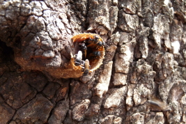 Nest entrance (Photo: J. Meriggi)