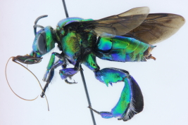 Male in lateral view (Photo: L Alvarez)