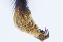 Male foretarsus (Photo: L Alvarez)