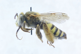 Lateral view of female of <i>Caenonomada bruneri</i>Ashmead, 1899 Photo: M.Lucia