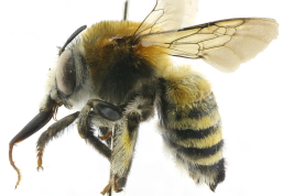 Lateral view of female of <i>Anthophora (Mystacanthophora) paranensis</i> Holmberg, 1903.