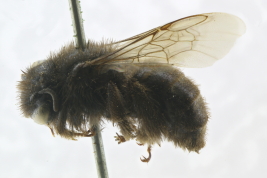 Female in lateral view, San Ignacio, Mendoza, 22/XI/1908, P. Jörgensen (MLP) (Photo: L. Alvarez) .