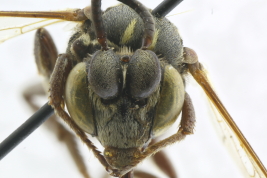 Male in frontal view, Buenos Aires (MLP) Photo: M.Lucia