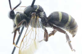 Male in lateral view, Buenos Aires (MLP). Photo: M.Lucia