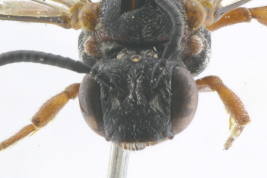 Head in frontal view of female of <i>Brachynomada argentina</i> Holmberg, 1886 Photo: M.Lucia