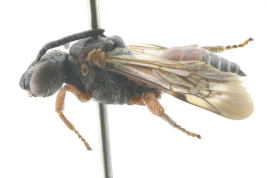 Lateral view of female of <i>Brachynomada argentina</i> Holmberg, 1886 Photo: M.Lucia