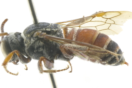Lateral view of female of <i>Caenoprosopis crabronina</i> Holmberg, 1887 Photo:M.Lucia