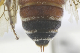 Mesosoma in dorsal view (MLP) Photo: M.Lucia