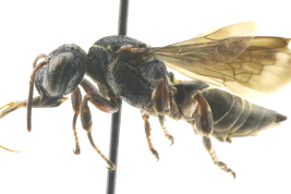 Lateral view of female of <i>Coelioxoides waltheriae</i> Ducke, 1908 Photo: M.Lucia