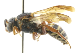 Female in lateral view, Magdalena (Estancia El Destino)