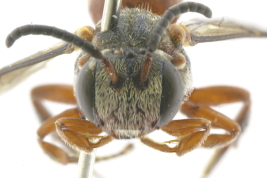 Head in frontal view of female of <i>Trichonomada roigella</i> Michener, 1996 Photo: M.Lucia