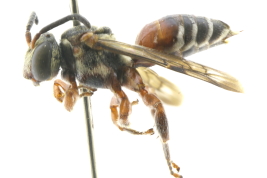 Lateral view of female of <i>Trichonomada roigella</i> Michener, 1996 Photo: M.Lucia