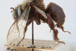 Male in lateral view, holotype, Bompland, Misiones (MLP) (Photo: L. Alvarez)