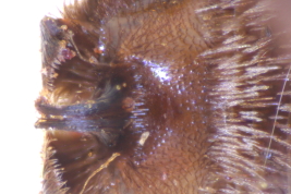S6, male, holotype, Bompland, Misiones (MLP) (Photo: L. Alvarez)