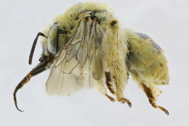 Female lateral view, Buenos Aires, Pereyra Iraola Park (MLP) (Photo: L. Alvarez)