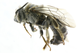 Lateral view of male of  <i>Meliphilopsis melanandra</i> Roig-Alsina, 1994  Photo: M.Lucia