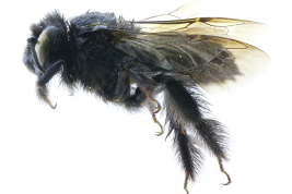 Lateral view of female of <i>Ptilothrix tricolor</i> (Friese, 1906) (Photo: M. Lucia)