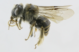 Lateral view of female of <i>Leptometriella tucumana</i> (Brèthes, 1910) (Photo: L. Alvarez)