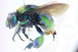Male in lateral view (Photo: L Alvarez)