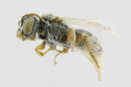 Female lateral view, San Juan (MLP) (Photo: L. Alvarez).