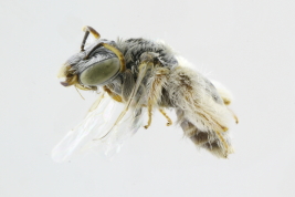 Lateral view of female of <i>Anthophorula (Isomalopsis) truncata</i> González-Vaquero & Roig-Alsina, 2005 Photo: M.Lucia