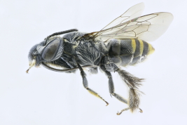 Lateral view of female of <i>Ancyloscelis halictoides</i> (Holmberg, 1903), Buenos Aires, Berisso (MLP)(Photo: M. Lucia) .