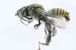 Lateral view of male of <i>Ancyloscelis halictoides</i> (Holmberg, 1903) (Photo: L. Alvarez)