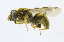 Lateral view of male of  <i>Ancyloscelis mesopotamica</i> (Holmberg, 1903).
