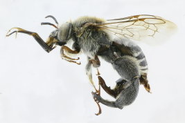 Lateral view of male of <i>Ancyloscelis romeroi</i> (Holmberg, 19030)