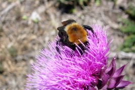 Worker on <i>Carduus</i> sp.