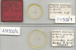preparados microscópicos Holotipo hembra y Paratipo hembra