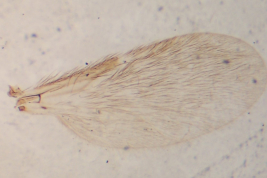 Allotype female, microphotography wing (BMNH)