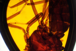 Alotipo hembra, microfotografía tórax y abdomen, preparado microscópico (BMNH)
