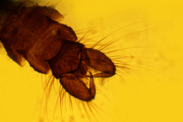 microfotografía  adulto macho no tipo (BMNH)