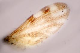 photomicrograph female Paratype (BMNH)