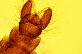 photomicrograph male tPatype (BMNH)